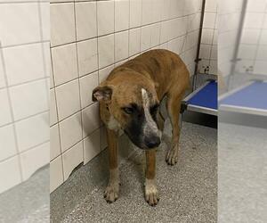 Black Mouth Cur-Unknown Mix Dogs for adoption in Pasadena, TX, USA