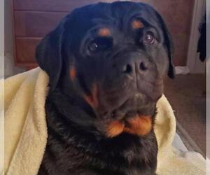 Rottweiler Dogs for adoption in Menifee, CA, USA