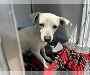 Chihuahua Dogs for adoption in Modesto, CA, USA