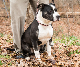 American Pit Bull Terrier Dogs for adoption in Clarkesville, GA, USA