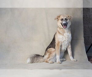 Aussiedoodle Dogs for adoption in Jackson, CA, USA