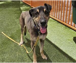 Anatolian Shepherd-Unknown Mix Dogs for adoption in Las Vegas, NV, USA