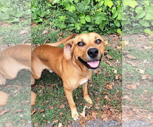 American Pit Bull Terrier-Unknown Mix Dogs for adoption in Clarkesville, GA, USA