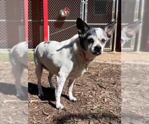 Rat-Cha Dogs for adoption in Plano, TX, USA