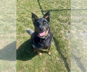 Mutt Dogs for adoption in Fort Wayne, IN, USA