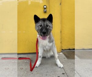 Akita Dogs for adoption in Santa Monica, CA, USA