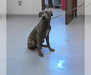 American Pit Bull Terrier Dogs for adoption in Fayetteville, NC, USA
