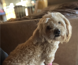 Maltipoo Dogs for adoption in San Diego , CA, USA