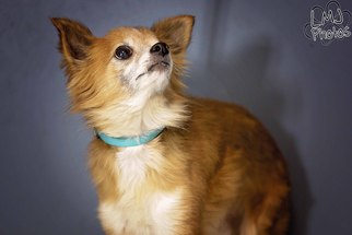 Chiranian Dogs for adoption in Pryor, OK, USA