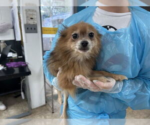 Pomeranian-Unknown Mix Dogs for adoption in Raleigh, NC, USA