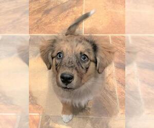 Australian Shepherd-Unknown Mix Dogs for adoption in Englewood, CO, USA