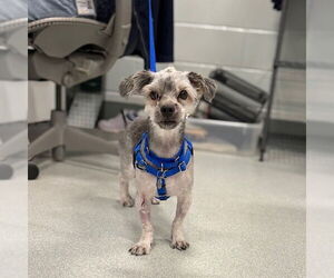 Poodle (Miniature)-Unknown Mix Dogs for adoption in Boston, MA, USA