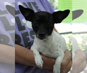 Rat-Cha Dogs for adoption in Prattville, AL, USA