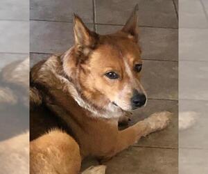 Pembroke Welsh Corgi-Red Heeler Mix Dogs for adoption in Essex, VT, USA