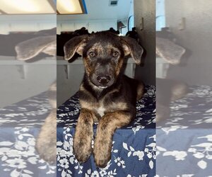 Dutch Shepherd -German Shepherd Dog Mix Dogs for adoption in Seal Beach , CA, USA