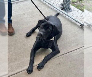 Labrador Retriever Dogs for adoption in Sequim, WA, USA