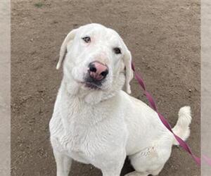 Anatolian Pyrenees Dogs for adoption in Bakersfield, CA, USA