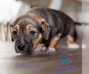 Mutt Dogs for adoption in Omaha, NE, USA