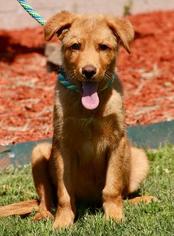Golden Retriever Dogs for adoption in Little Rock, AR, USA