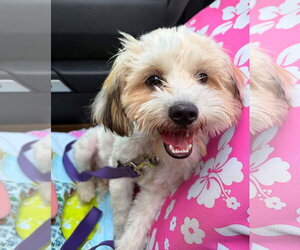Shih Tzu-Unknown Mix Dogs for adoption in Cliffwood, NJ, USA