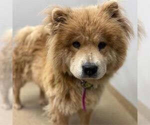 Chow Chow Dogs for adoption in Aurora, CO, USA