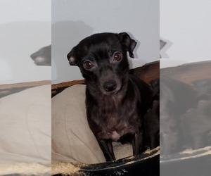 Rat-Cha Dogs for adoption in Oakhurst, NJ, USA