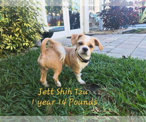 Shih Tzu Dogs for adoption in Plantation, FL, USA