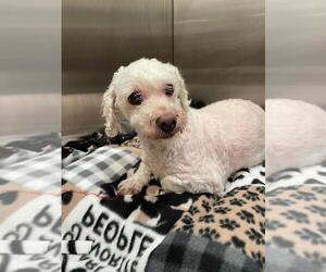 Poodle (Miniature)-Unknown Mix Dogs for adoption in Tracy, CA, USA
