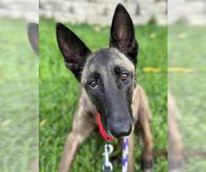 Mutt Dogs for adoption in Imlay City, MI, USA
