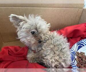 Mutt Dogs for adoption in San Antonio, TX, USA