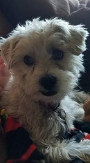 Maltese-Unknown Mix Dogs for adoption in Mobile, AL, USA