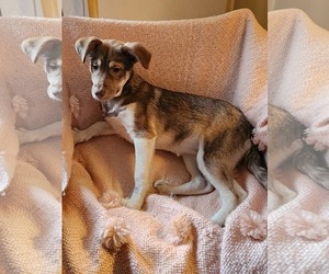 Medium Photo #1 Labsky Puppy For Sale in SHERBURNE, NY, USA