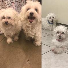 Maltese Dogs for adoption in Glendale , AZ, USA
