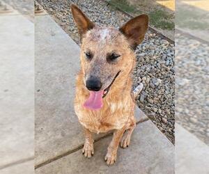 Australian Cattle Dog Dogs for adoption in Sacramento, CA, USA