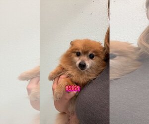 Pomeranian Dogs for adoption in Chico, CA, USA
