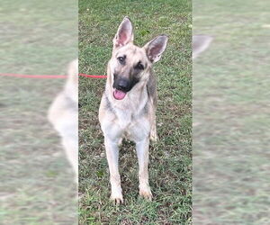 German Shepherd Dog-Unknown Mix Dogs for adoption in Wetumpka, AL, USA
