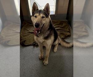 German Shepherd Dog-Unknown Mix Dogs for adoption in Orange, CA, USA