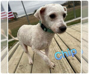 Mutt Dogs for adoption in Pierceton , IN, USA