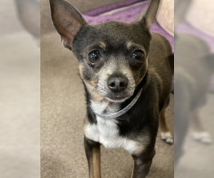 Chihuahua Dogs for adoption in Salinas, CA, USA