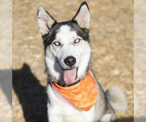Siberian Husky Dogs for adoption in San Antonio, TX, USA