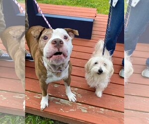 Maltese Dogs for adoption in Virginia Beach, VA, USA