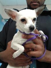 Chihuahua Dogs for adoption in Albany, GA, USA