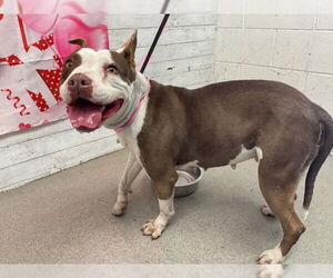 Mutt Dogs for adoption in San Bernardino, CA, USA