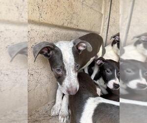 American Pit Bull Terrier-Unknown Mix Dogs for adoption in Oklahoma City, OK, USA