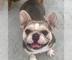 French Bulldog-Unknown Mix Dogs for adoption in Newport Beach, CA, USA