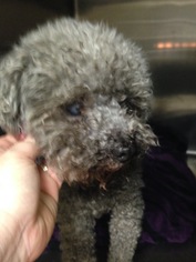 Poodle (Miniature) Dogs for adoption in Albemarle, NC, USA