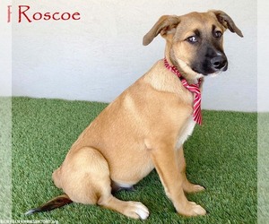 Black Mouth Cur-Unknown Mix Dogs for adoption in San Diego, CA, USA