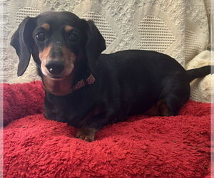 Dachshund Dogs for adoption in Sioux Falls, SD, USA