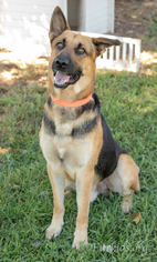 German Shepherd Dog Dogs for adoption in Alpharetta, GA, USA