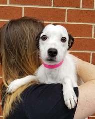 Mutt Dogs for adoption in Thomasville, NC, USA